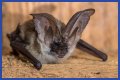 10 Crazy Facts About Bats