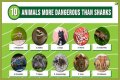 15 Animals Surprisingly More Deadly Than Sharks
