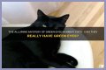 Can a Bombay cat have green eyes? – Janet-Panic.com