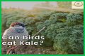 Can Birds Eat Herbs? - Kylon Powell