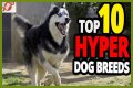Does royal canin make dogs hyper?