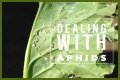 Does Sulphur Kill Aphids? - Kylon Powell