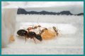 How To Get Ants Out Of Keurig?