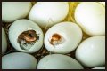 How To Make Bird Eggs?