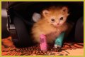 Tater Tot Kitten Died: How Tater Tot’s Heartwarming Life Ended