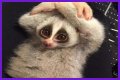 These 9 Adorable Animals Should Actually Terrify You