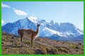 Wildlife in Patagonia: 20 Amazing Species